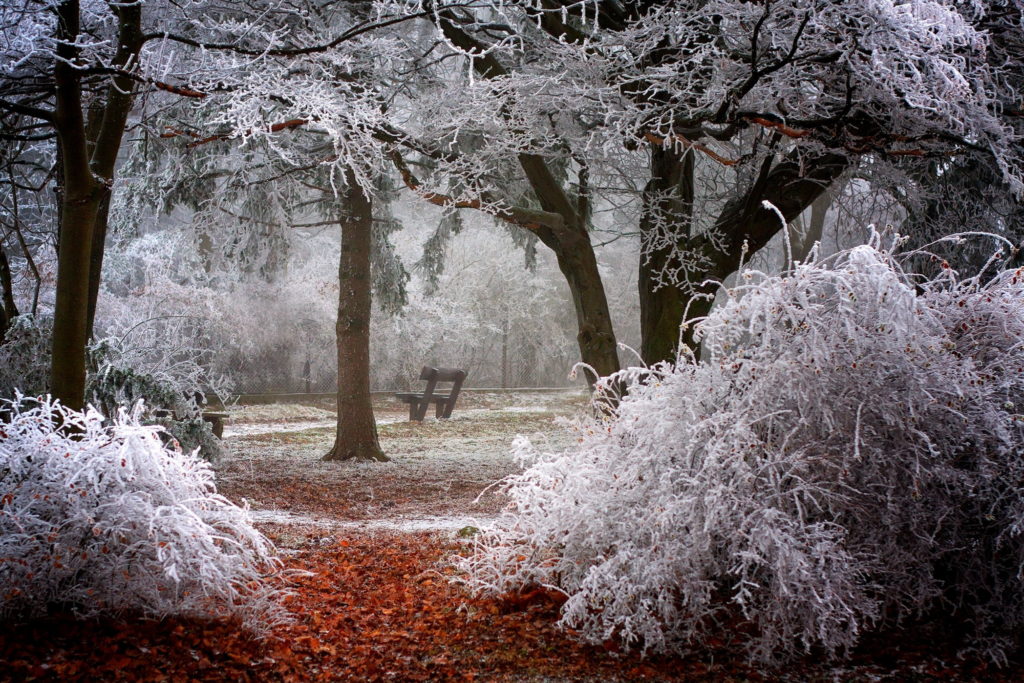 Trees-in-thick-rime
