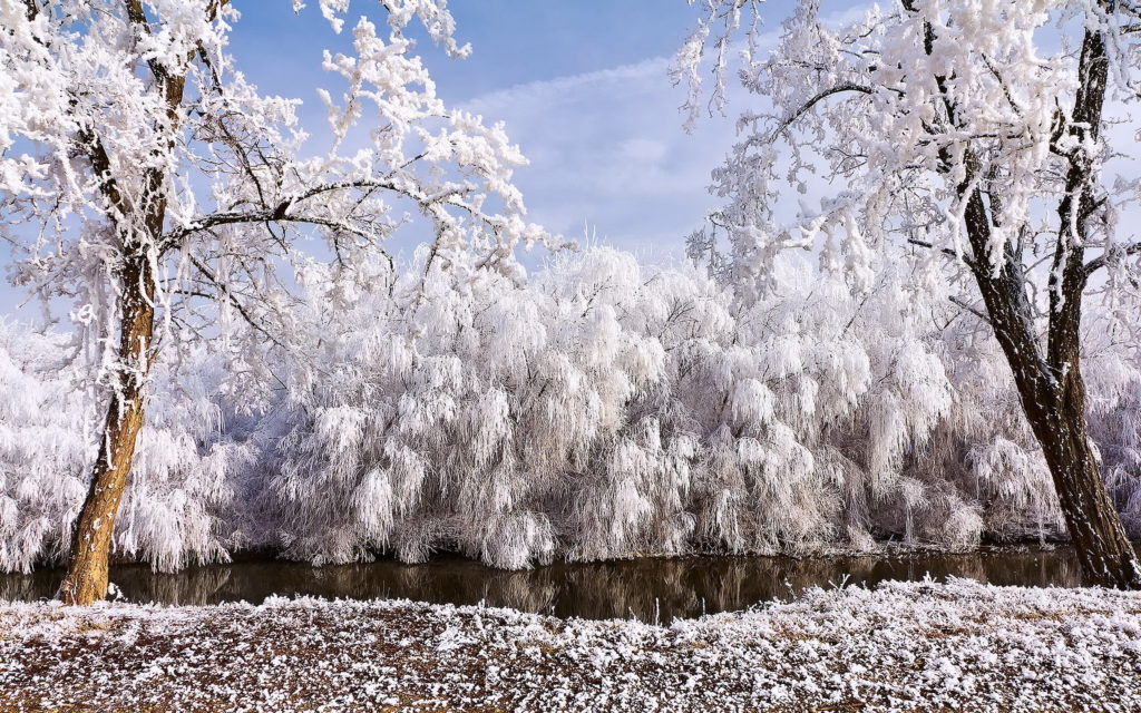 Weeping-willows-in-snow