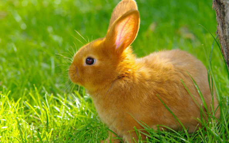 En Güzel Tavşan Resimleri – Fotoğrafları – Seyir Kafe