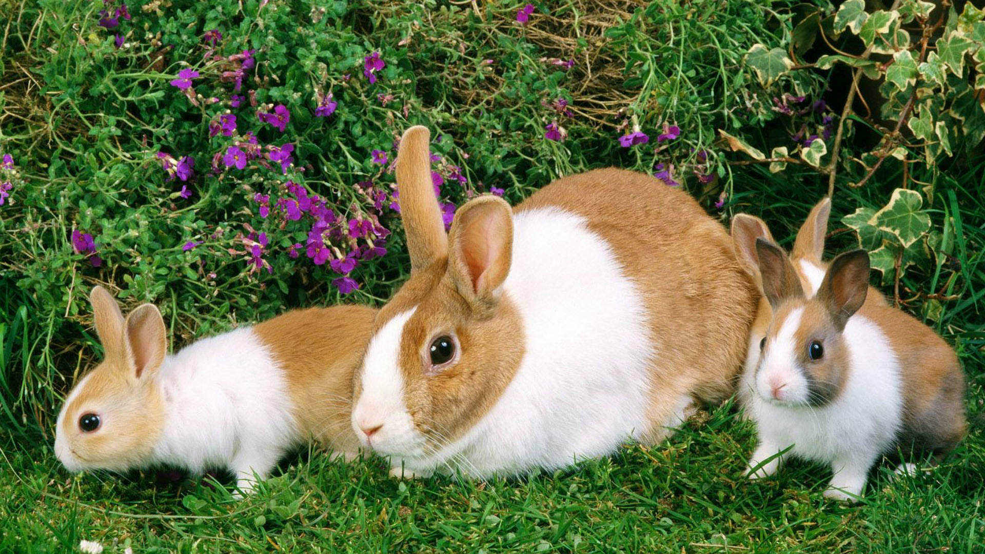 Домашние картинки. Домашние животные. Кролики и крольчата. Домашние животные кролики. Крольчиха с крольчатами.