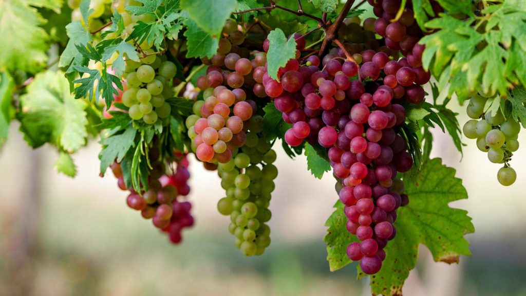 1920x1080_grapes_on_the_vine-1567255