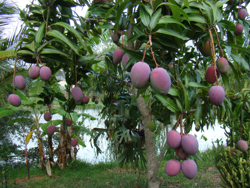 Indian-mango-tree-with-Tommy-Atkins-mangoes-in-Rockledge-Florida-wallpaper