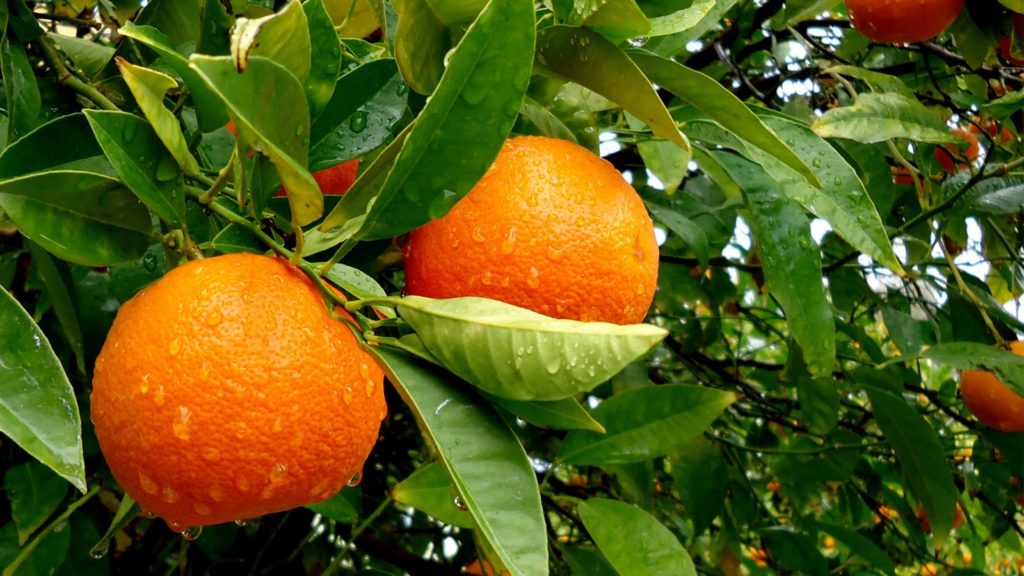 orange-fruit-tree-wallpapers