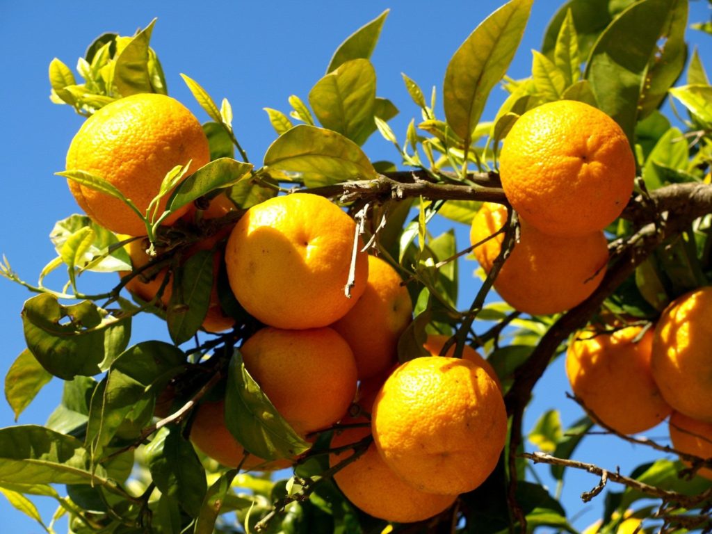 oranges_on_the_tree_branches