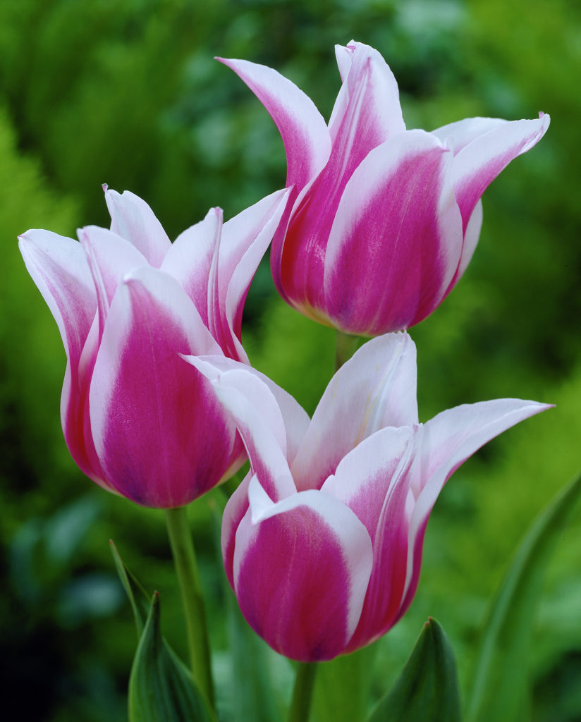 Tulipa Ballade