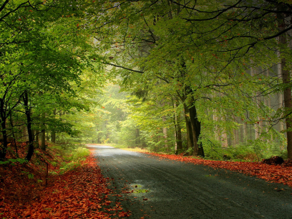 Autumn-road