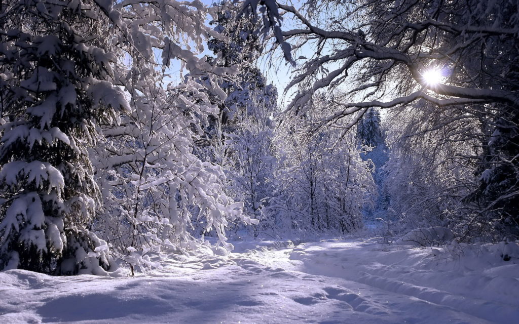 Rambling-in-winter-forest