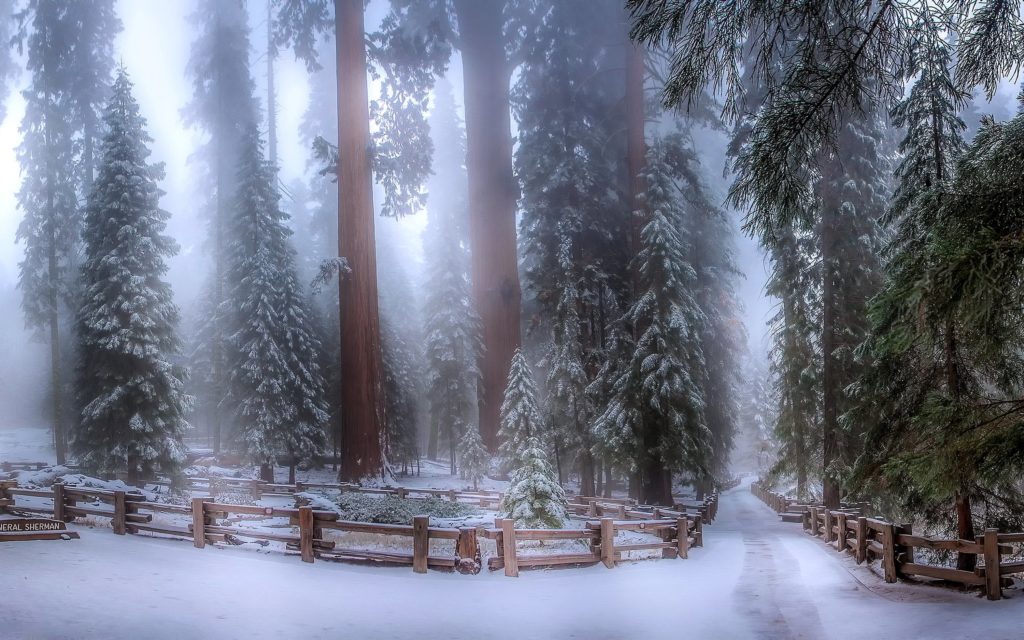Sequoia-forest-in-winter