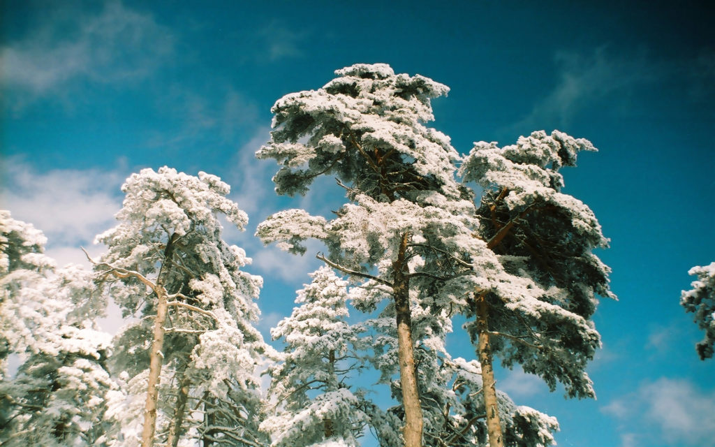 Snowy-pines