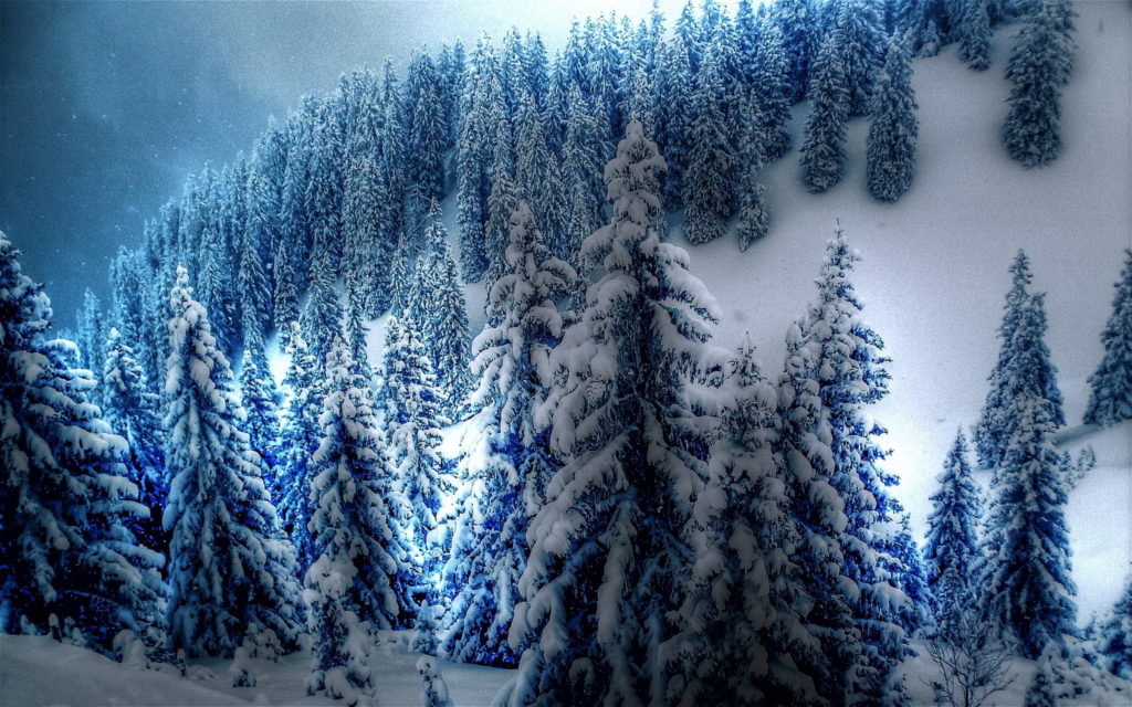 Snowy-spruces