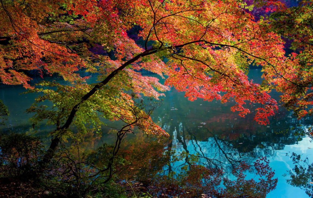autumn-tree-above-the-water