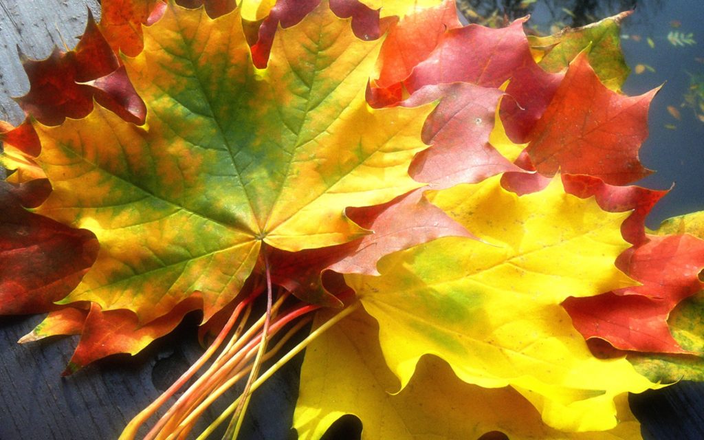 multicoloured-maple-leaves